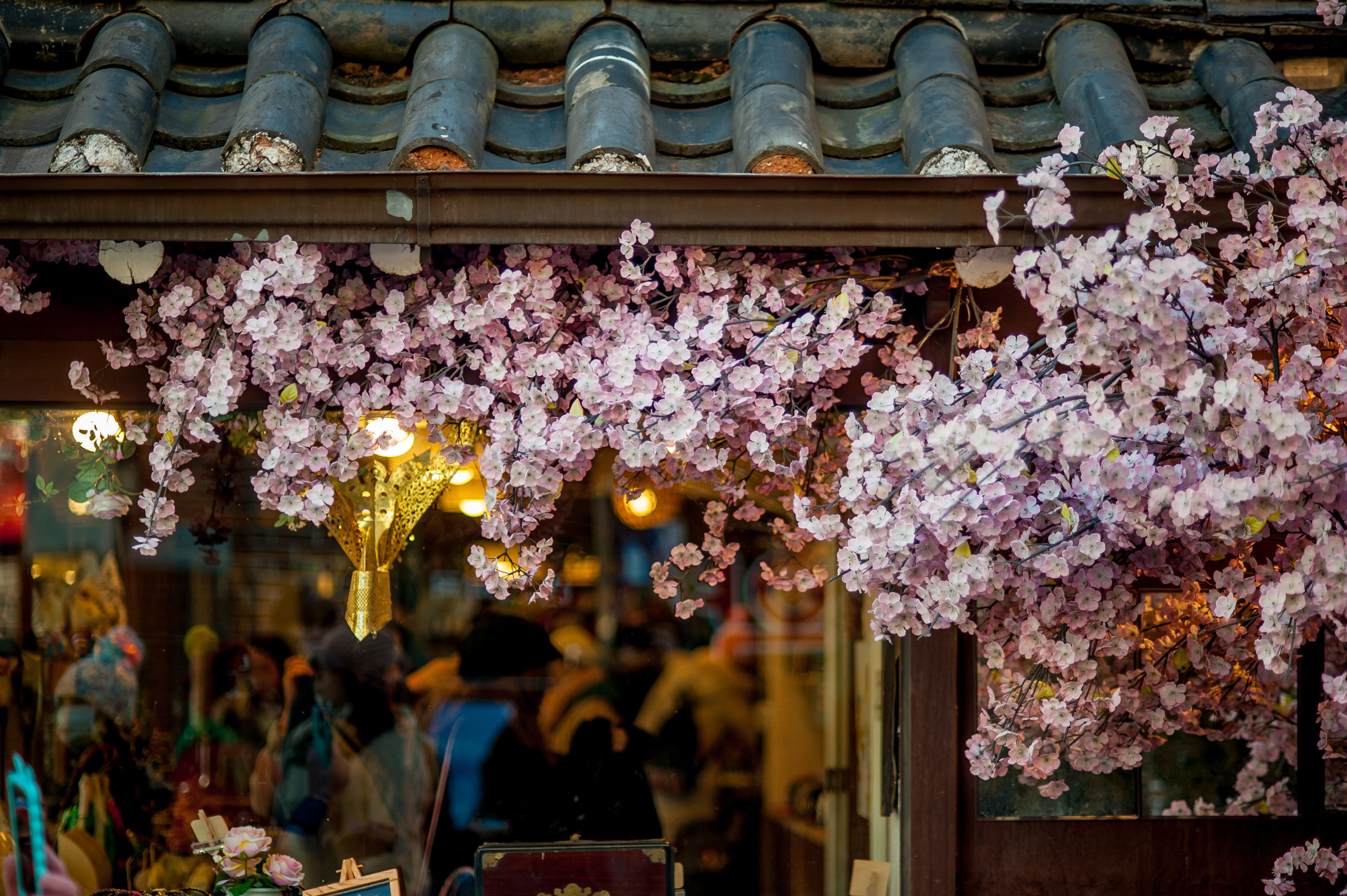 timothy-ries-cherry blossoms-unsplash